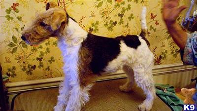 Wire Fox Terrier Puppies